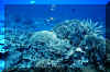 reef2.jpg (158508 bytes)